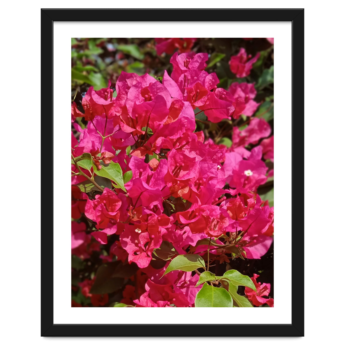 Pink Bougainvillea Flowers