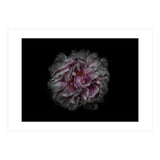 Backyard Flowers No 118 Color Version (Print Only) thumbnail