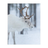 Portrait of a reindeer (Print Only)