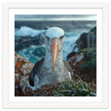 Black Browed Albatross Perched On Nest Near Ocean thumbnail