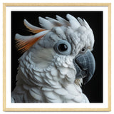 White Cockatoo Parrot With Orange Crest thumbnail