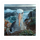 Black Browed Albatross Perched On Nest Near Ocean (Print Only) thumbnail