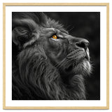 Majestic Lion Face Closeup Golden Eyes Black thumbnail