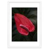 Red Anthurium Flower thumbnail