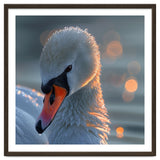 Close Up Of A Swan With Water Droplets thumbnail