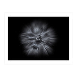 Backyard Flowers In Black And White No 66 Flow Version (Print Only) thumbnail