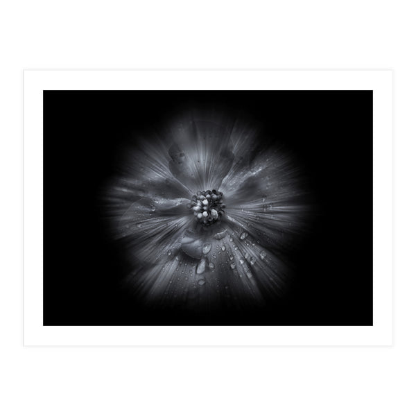 Backyard Flowers In Black And White No 66 Flow Version (Print Only)