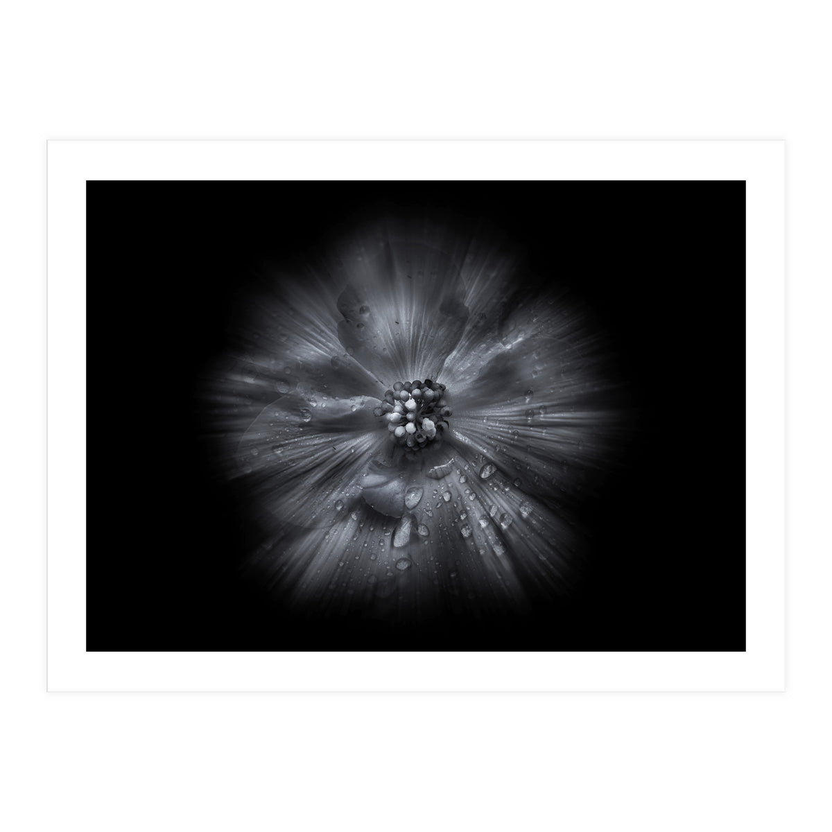 Backyard Flowers In Black And White No 66 Flow Version (Print Only)