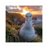 Albatross Bird On Grassy Cliff At Sunset (Print Only) thumbnail