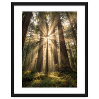 Ethereal Redwood Sanctuary: Sunbeams in the Ancient Forest