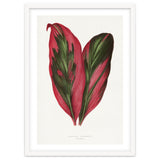Alexander Francis Lydon & Benjamin Fawsett – Pink Dracaena Terminalis Leaf (1865) thumbnail