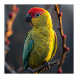Close Up Of A Colorful Jenday Conure  (Print Only) thumbnail