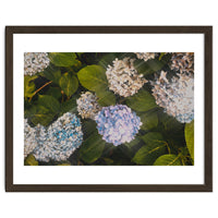 Hydrangeas | Landscape