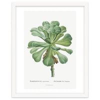 Pierre-Joseph Redouté – Sempervivum Canariense (1799)