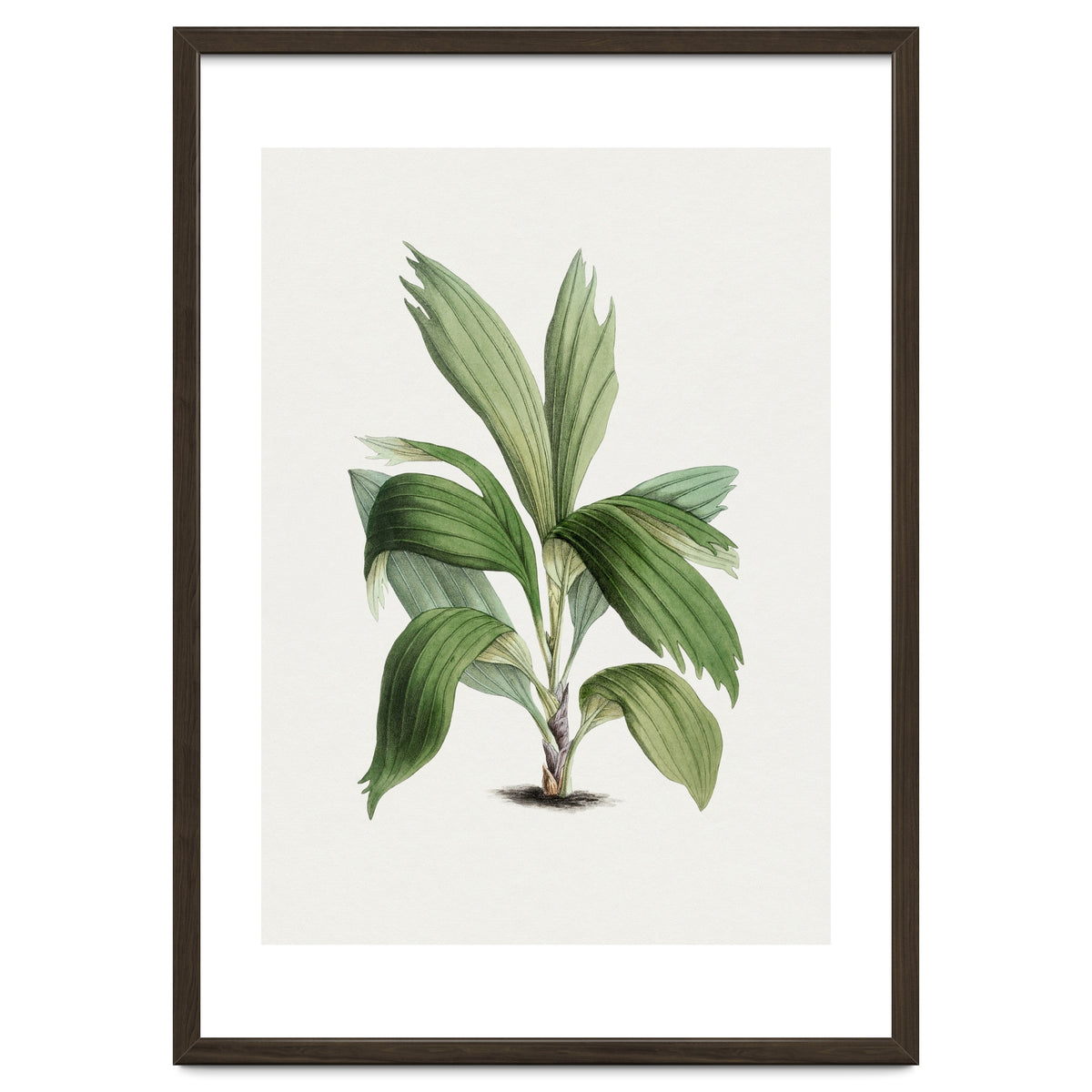 Areca Palm (Hand Drawn Botanical Illustration)