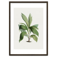 Areca Palm (Hand Drawn Botanical Illustration)