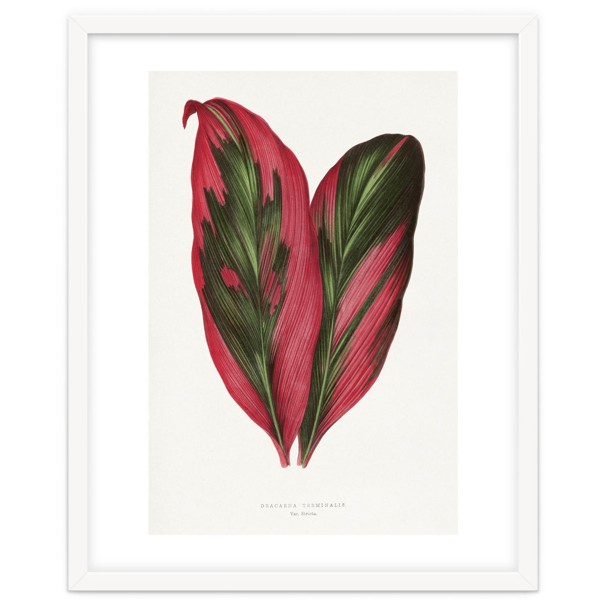 Alexander Francis Lydon & Benjamin Fawsett – Pink Dracaena Terminalis Leaf (1865)