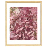 Pink Blossom thumbnail