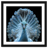 Majestic White Peacock Displaying Its Feathers thumbnail