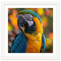Blue And Gold Macaw Parrot Close Up Portrait