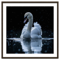 Majestic Swan Swimming In Dark Water