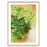 Maidenhair Queen