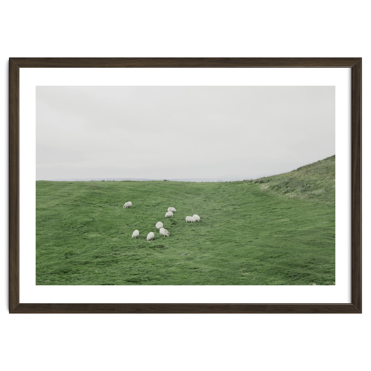 A flock of Sheep in the Green Hill - Iceland