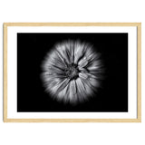Backyard Flowers In Black And White No 10 Flow Version thumbnail