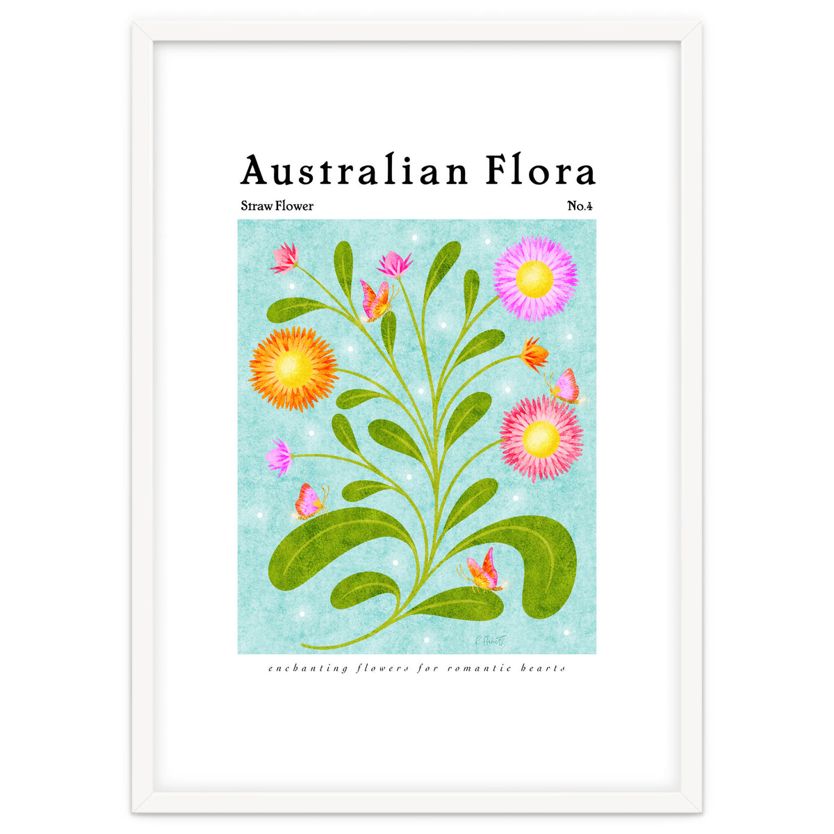 Australian Flora: Straw Flower