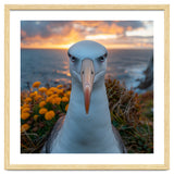 Albatross Bird With Intense Gaze By The Sea thumbnail