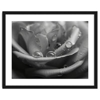 Ethereal Monochromatic Rose Petal Macro