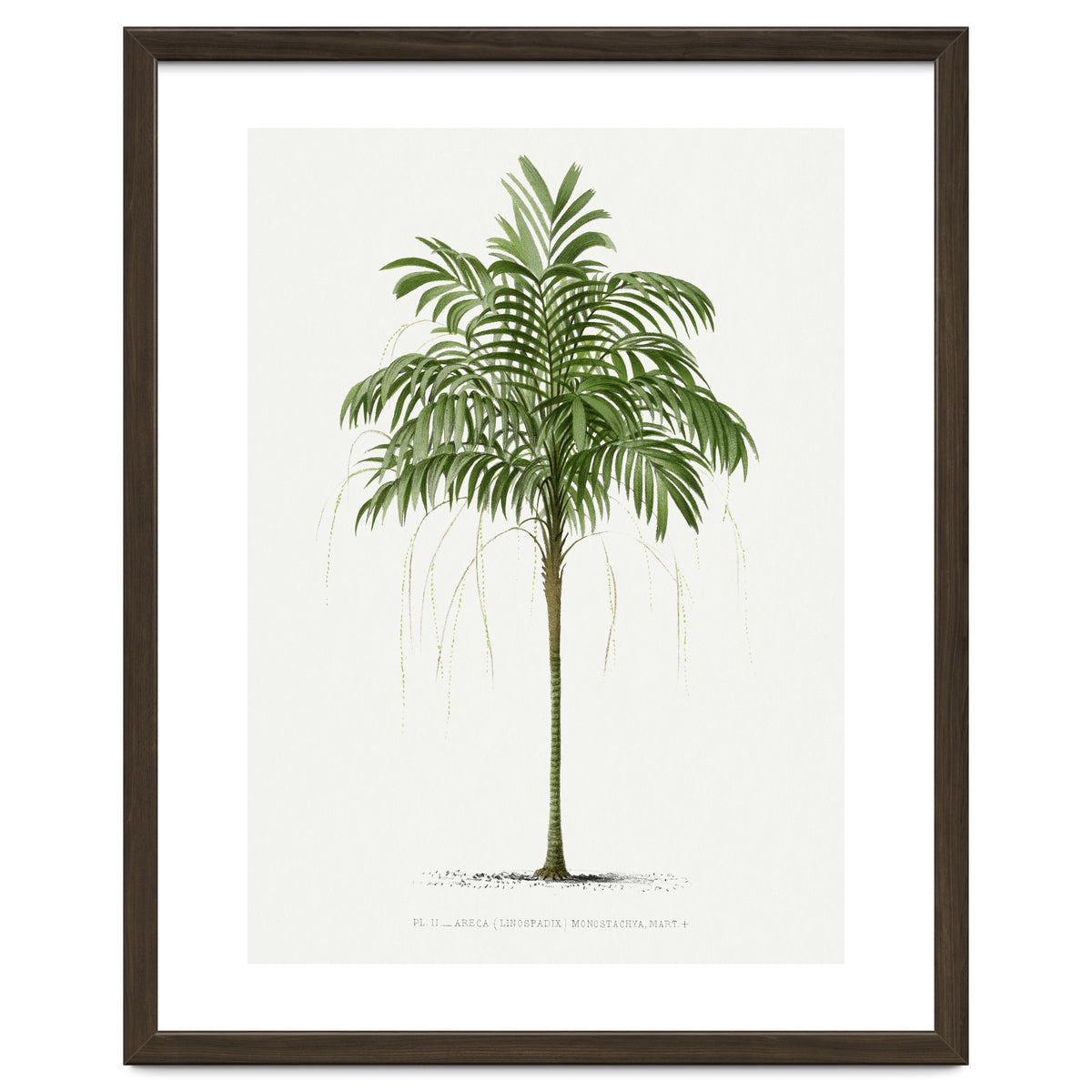 Oswald de Kerchove de Denterghem – Vintage Palm Tree Illustration (1878)