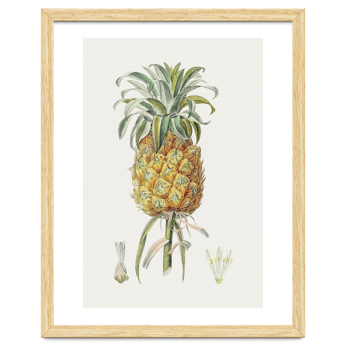 Pineapple (Hand Drawn Botanical Illustration)