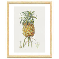 Pineapple (Hand Drawn Botanical Illustration)