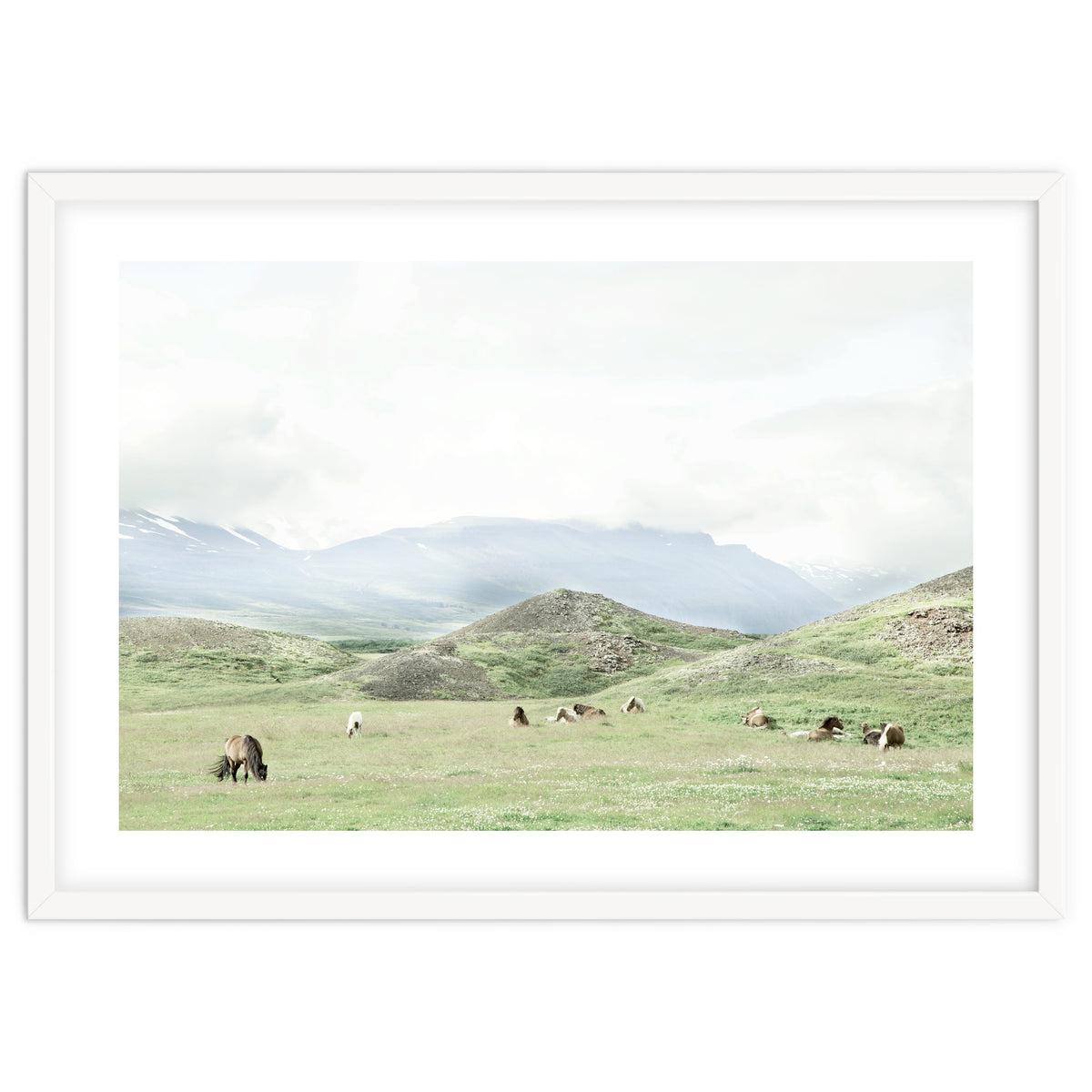 Relaxing horses on a sunny day calm field - Iceland