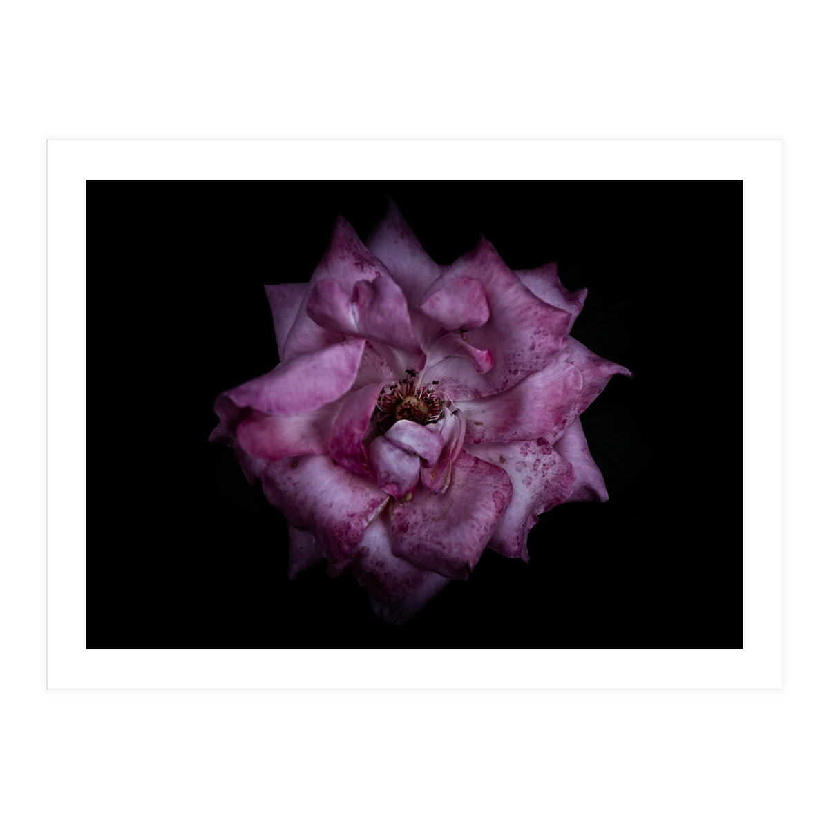 Backyard Flowers No 111 Color Version (Print Only)