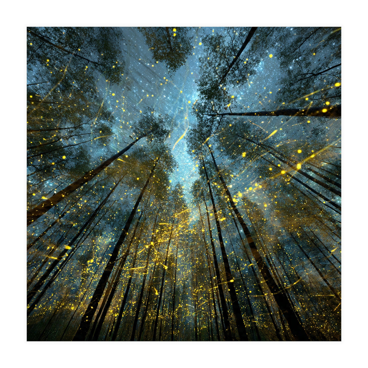 Enchanted Night Forest with Glowing Fireflies (Print Only)