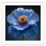 Meconopsis | Sapphire Serenade thumbnail