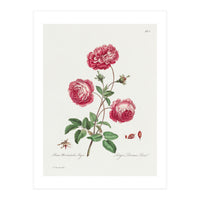 John Edwards – Larger Provence Rose (1770–1775) (Print Only)