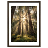 Ethereal Redwood Sanctuary: Sunbeams in the Ancient Forest thumbnail