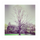 Tree Of Dreams (Print Only) thumbnail