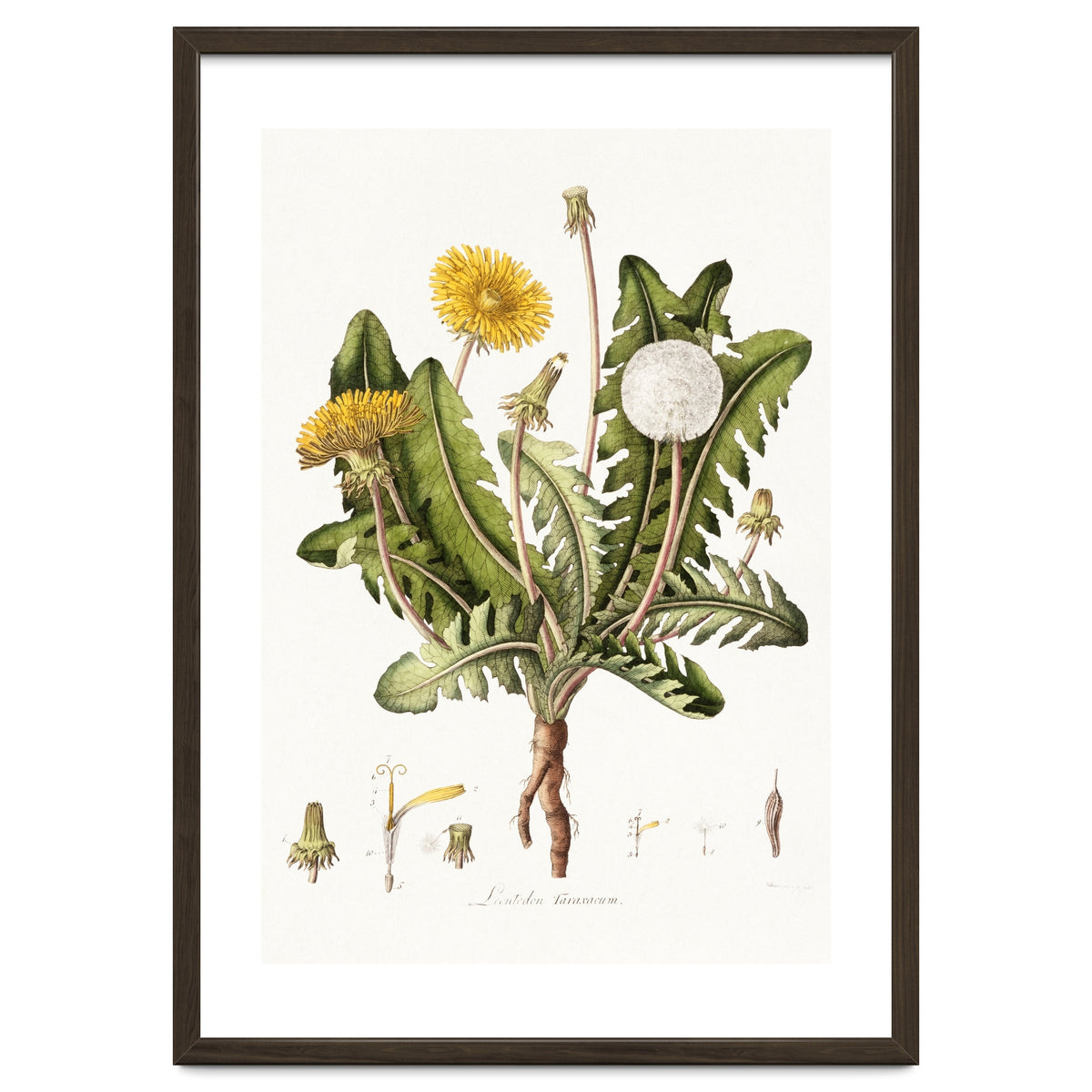 William Curtis – Dandelion (1777–1798)
