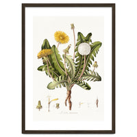 William Curtis – Dandelion (1777–1798)