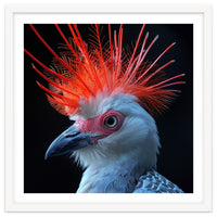 Secretary Bird
