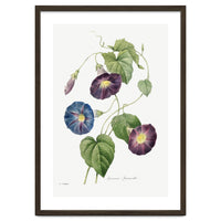 Pierre-Joseph Redouté & Henry Joseph Redouté – Star-Glory Morning-Glory (1827)