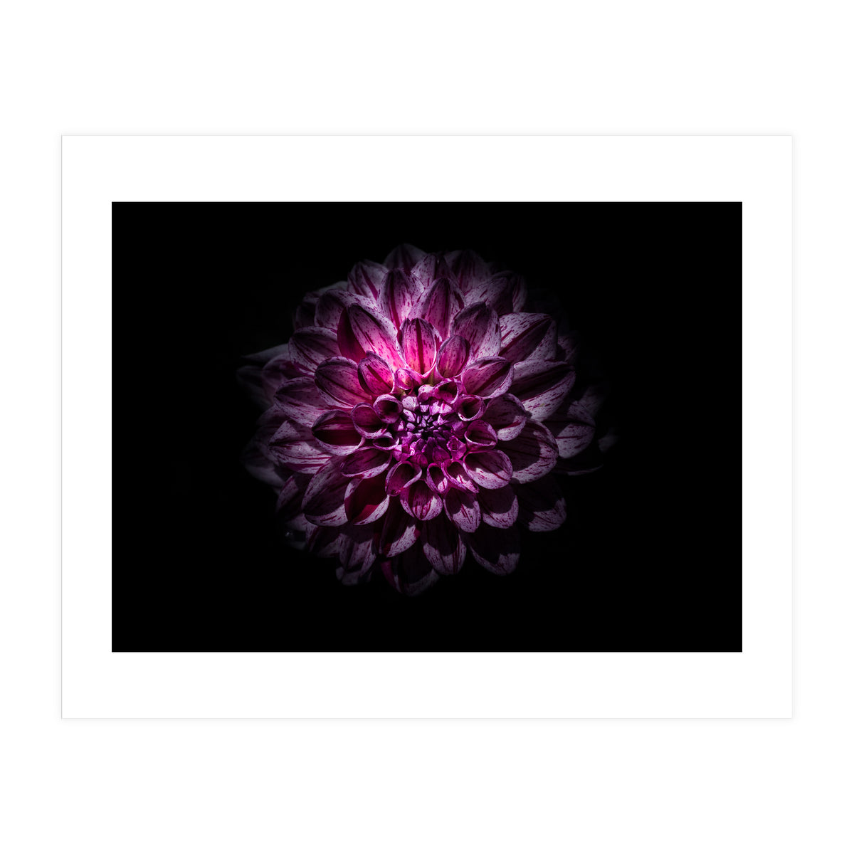 Backyard Flowers No 57 Color Version (Print Only)