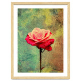 A Vibrant Red Rose thumbnail