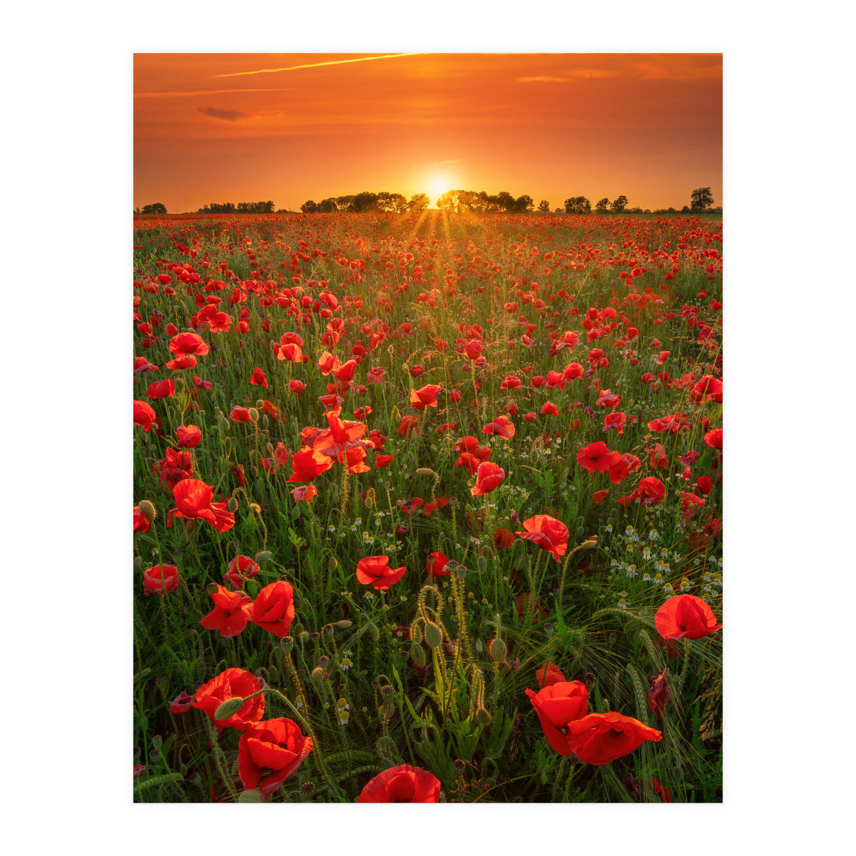 Poppies At Sunset (Print Only)