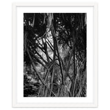 Black Tectorius Plant Art thumbnail