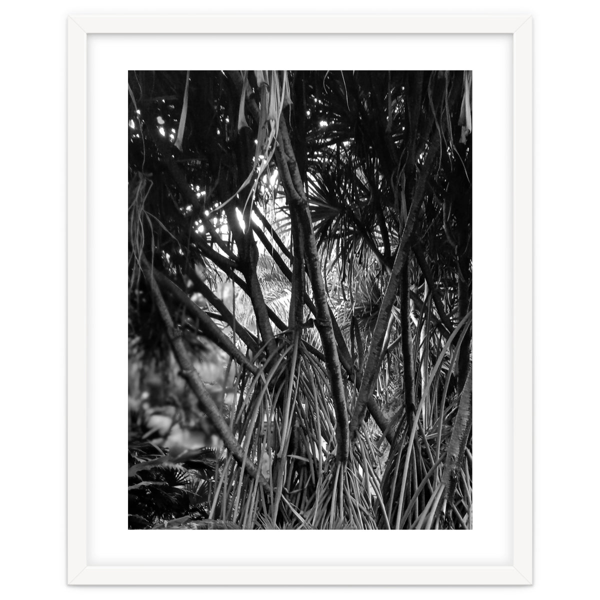 Black Tectorius Plant Art